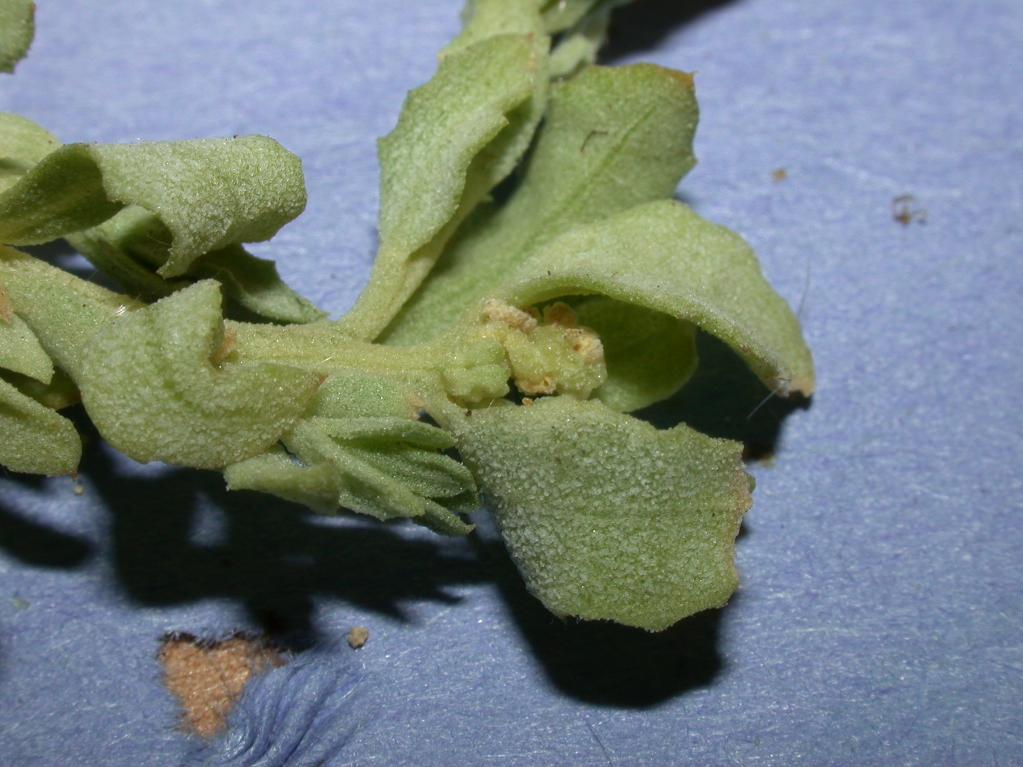 Amaranthaceae Atriplex 