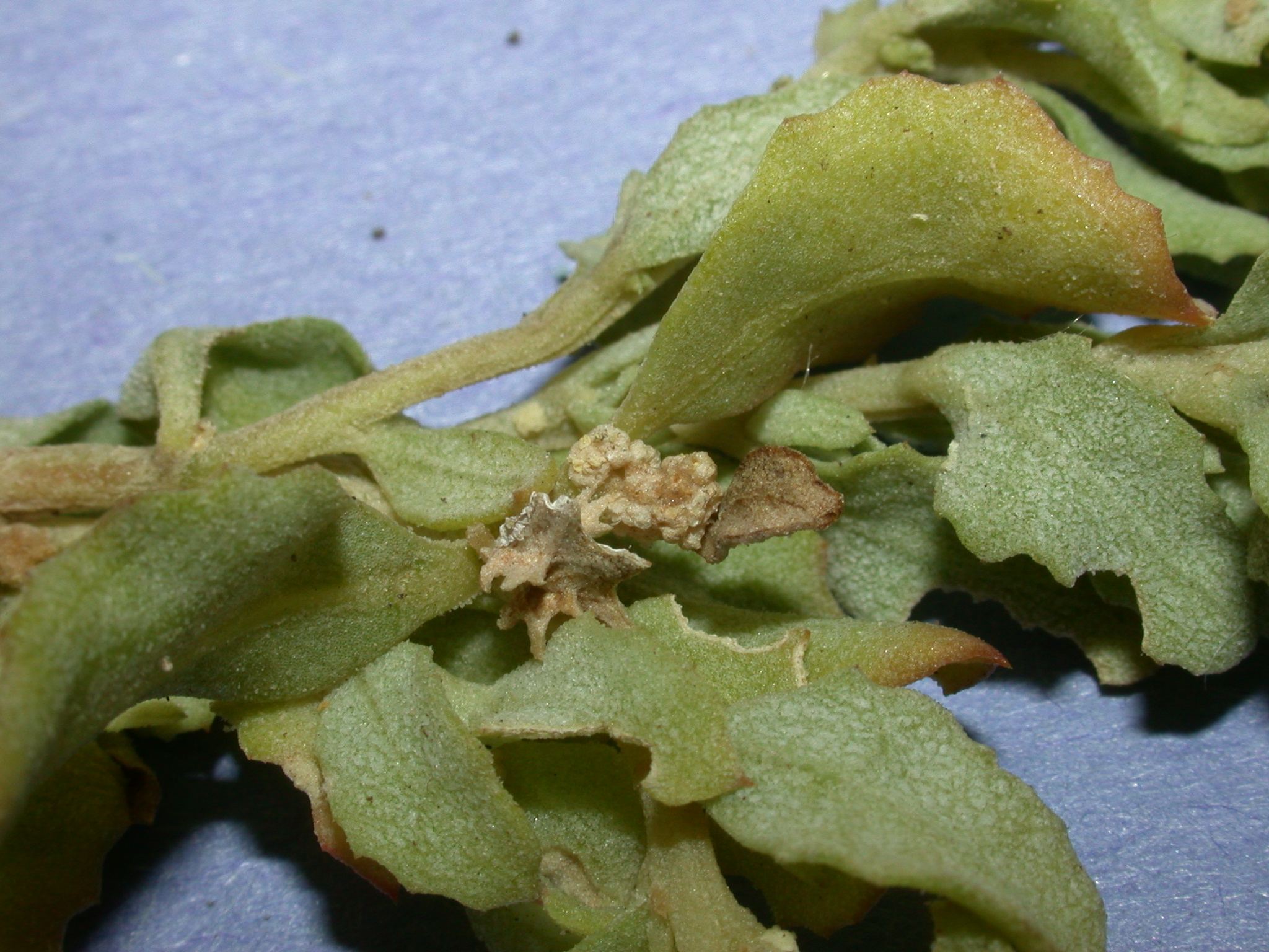 Amaranthaceae Atriplex 