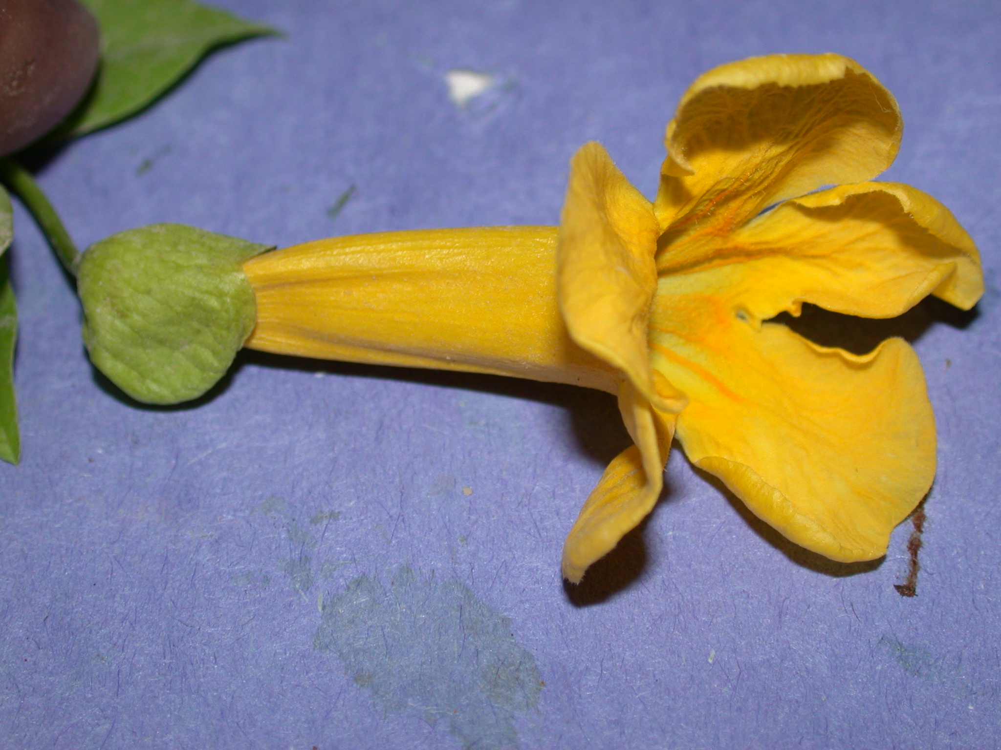 Bignoniaceae Macfadyena unguis-cati