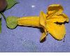image of Macfadyena unguis-cati