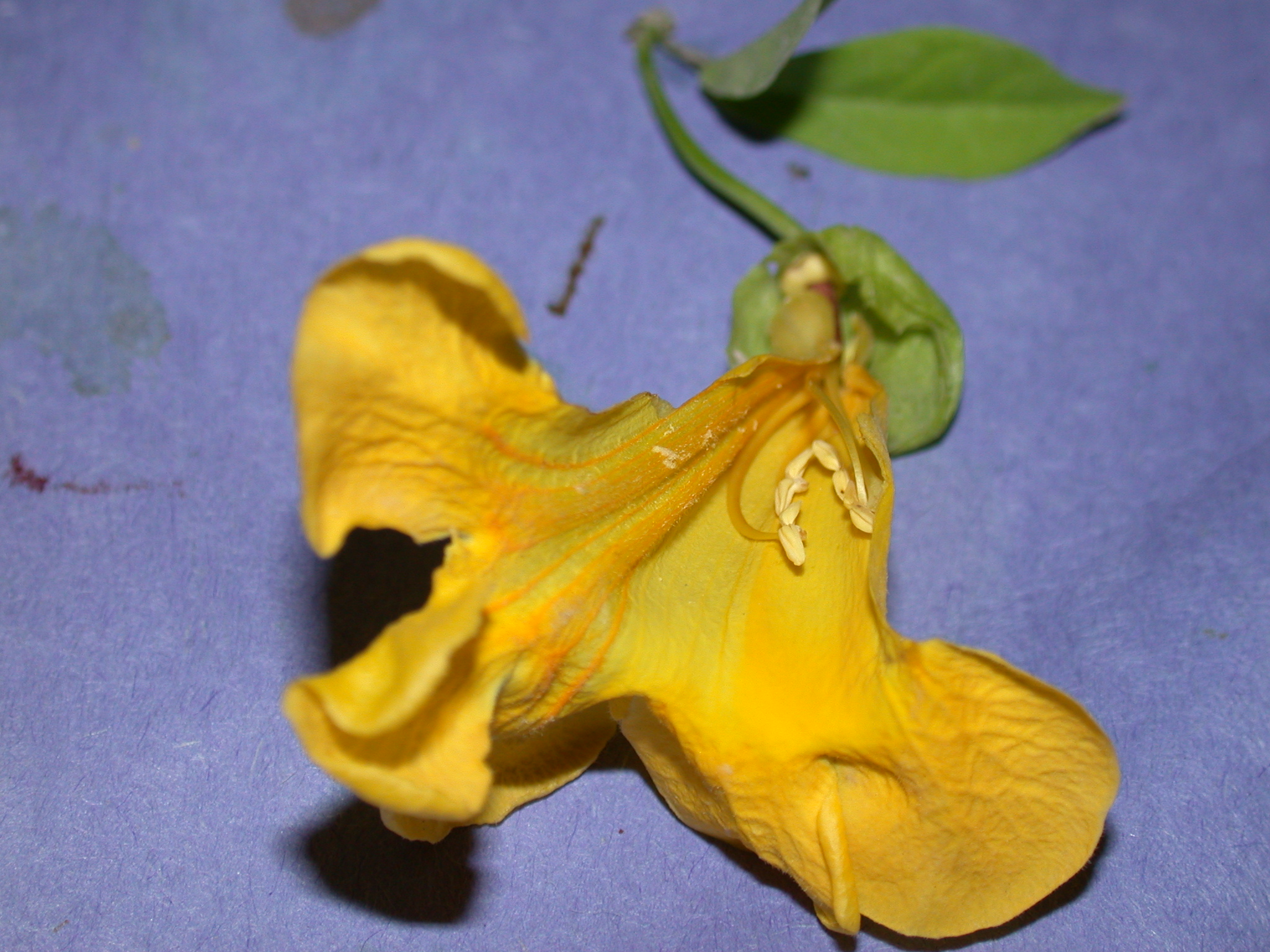 Bignoniaceae Macfadyena unguis-cati