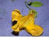 image of Macfadyena unguis-cati