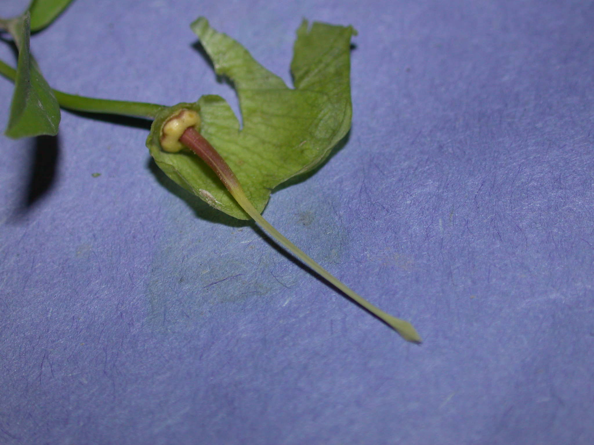 Bignoniaceae Macfadyena unguis-cati