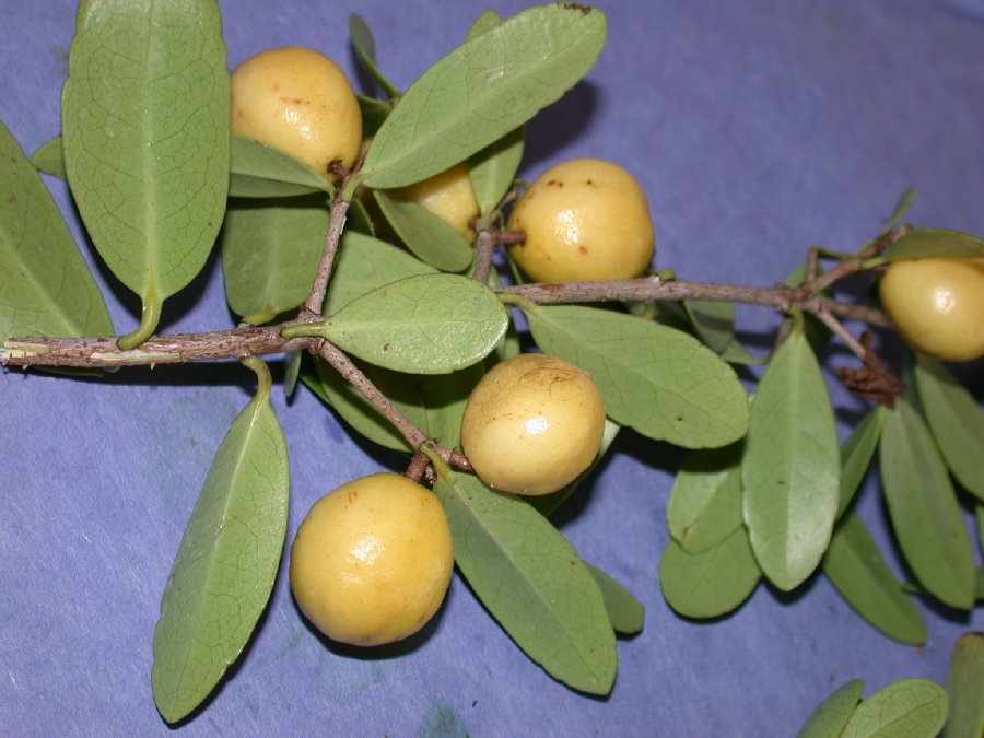 Celastraceae Elaeodendron xylocarpum