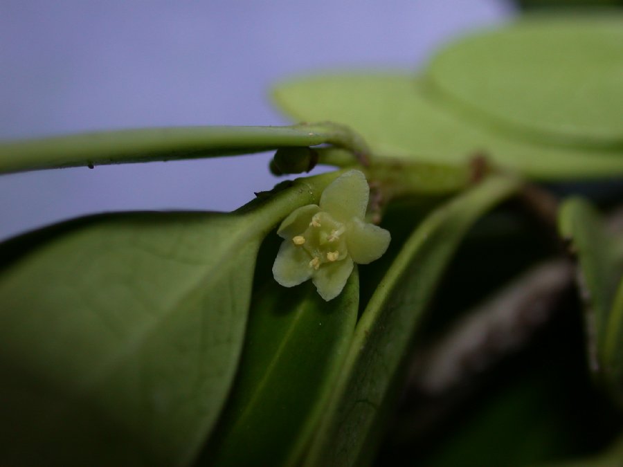 Celastraceae Elaeodendron xylocarpum