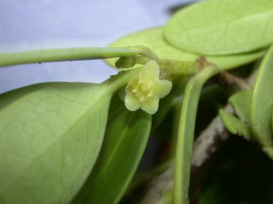 Celastraceae Elaeodendron xylocarpum