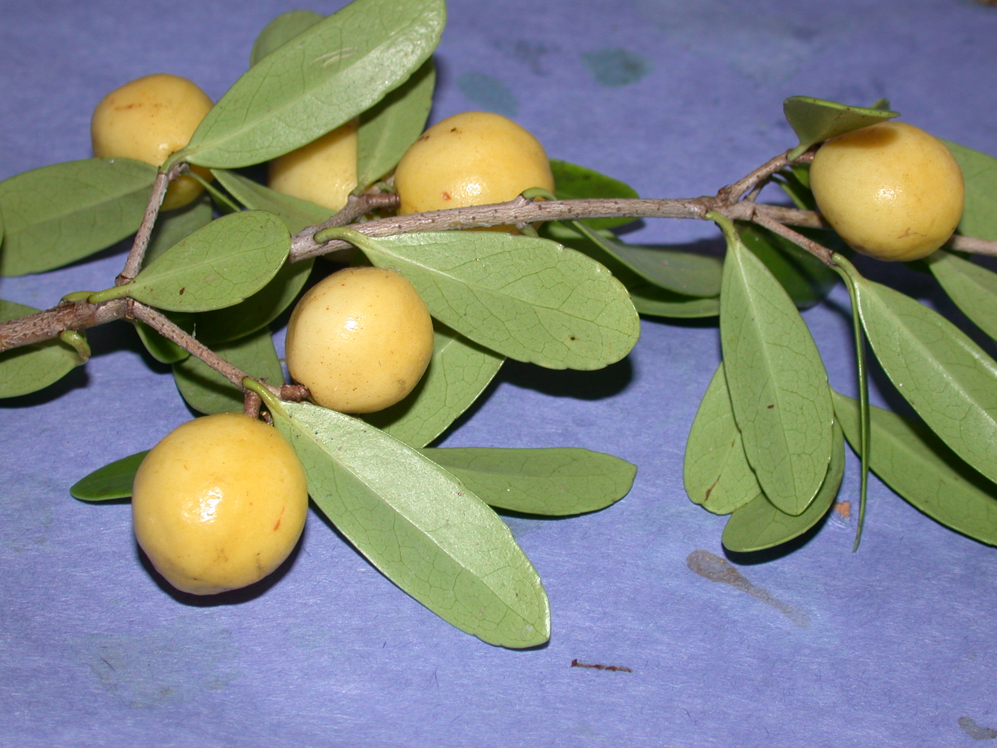Celastraceae Elaeodendron xylocarpum