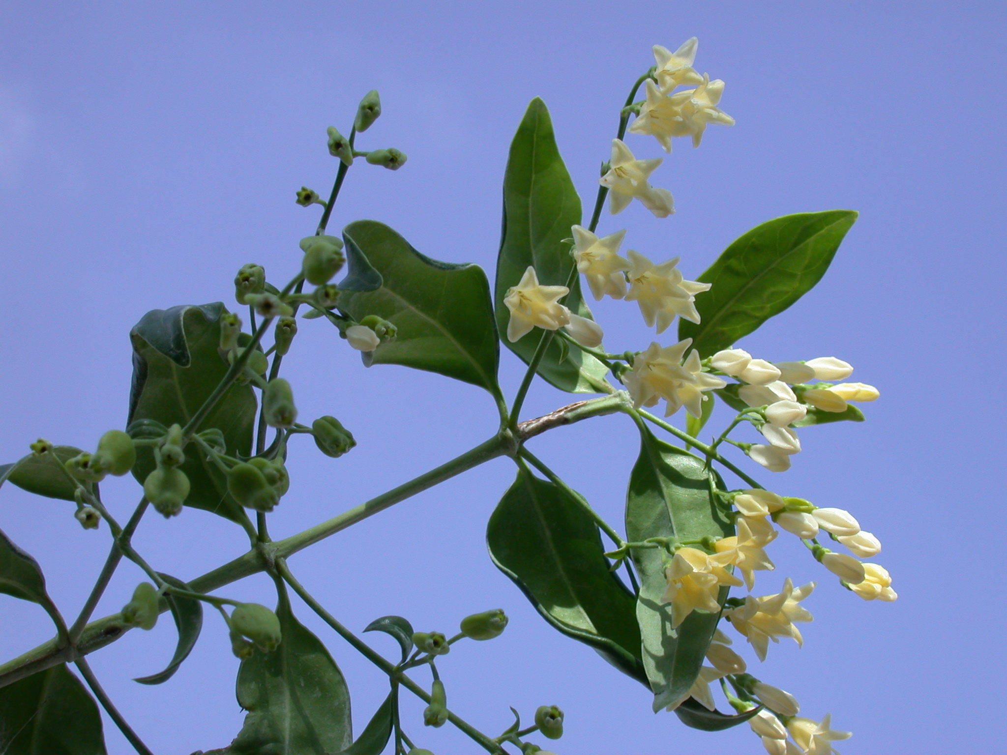 Rubiaceae Chiococca alba