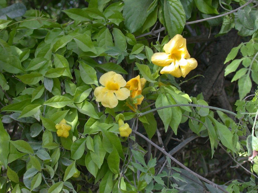 Bignoniaceae Macfadyena unguis-cati