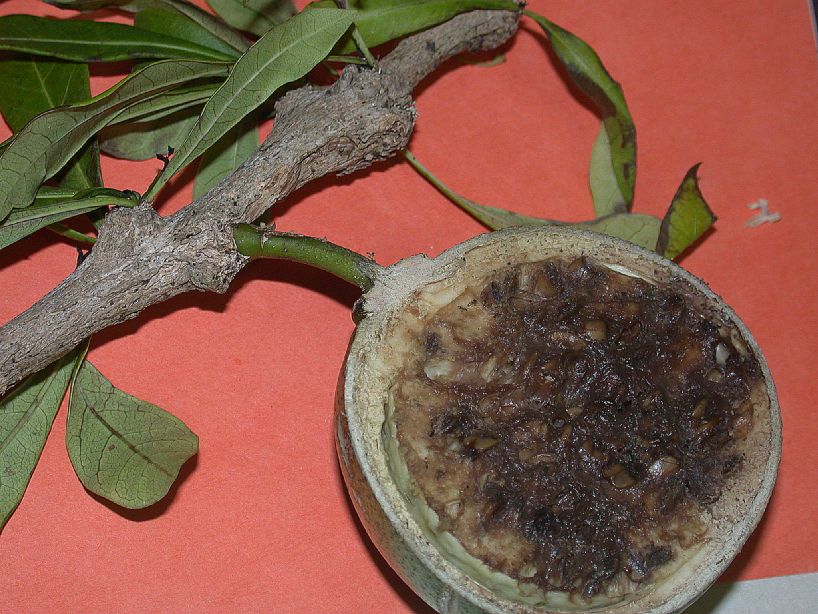 Bignoniaceae Crescentia cujete