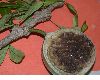 image of Crescentia cujete