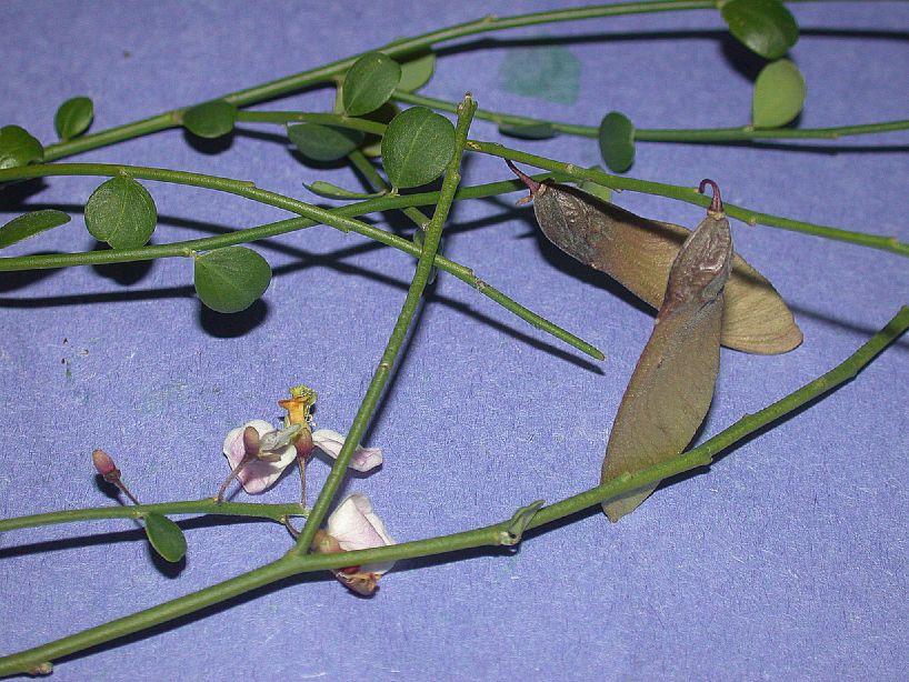 Polygalaceae Securidaca virgata