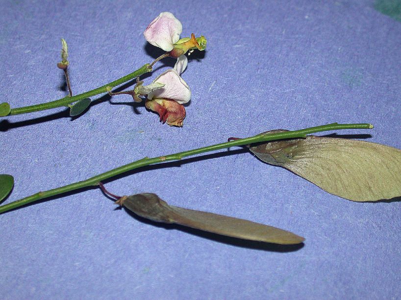 Polygalaceae Securidaca virgata