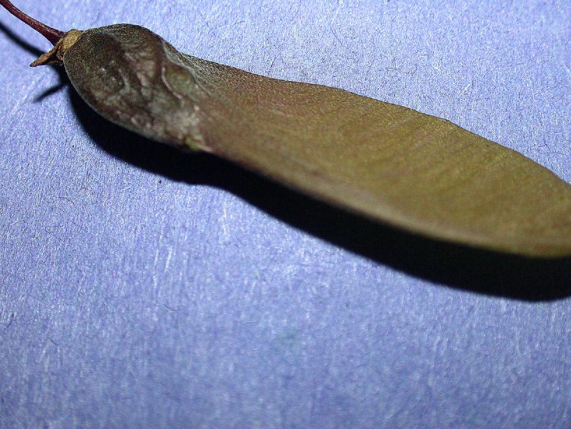 Polygalaceae Securidaca virgata