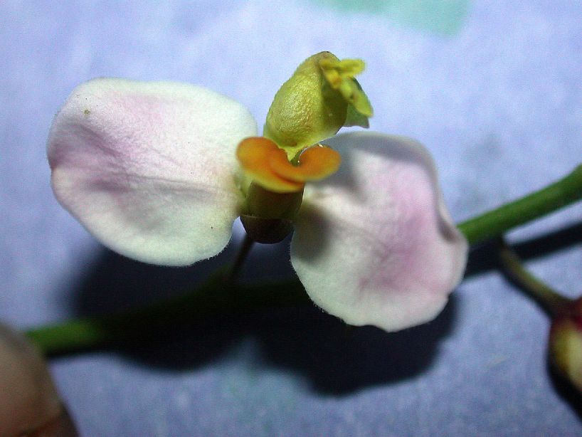 Polygalaceae Securidaca virgata