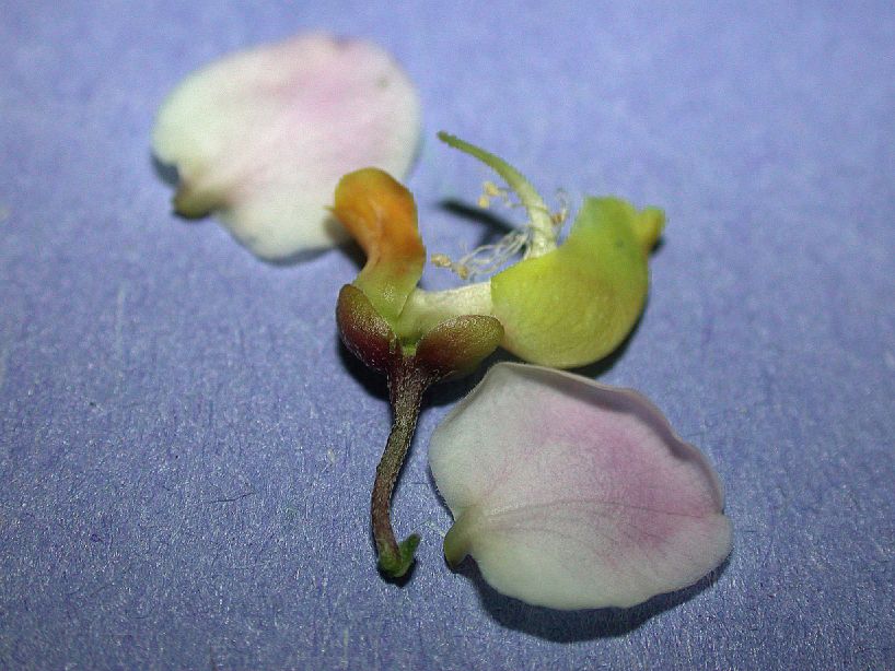 Polygalaceae Securidaca virgata