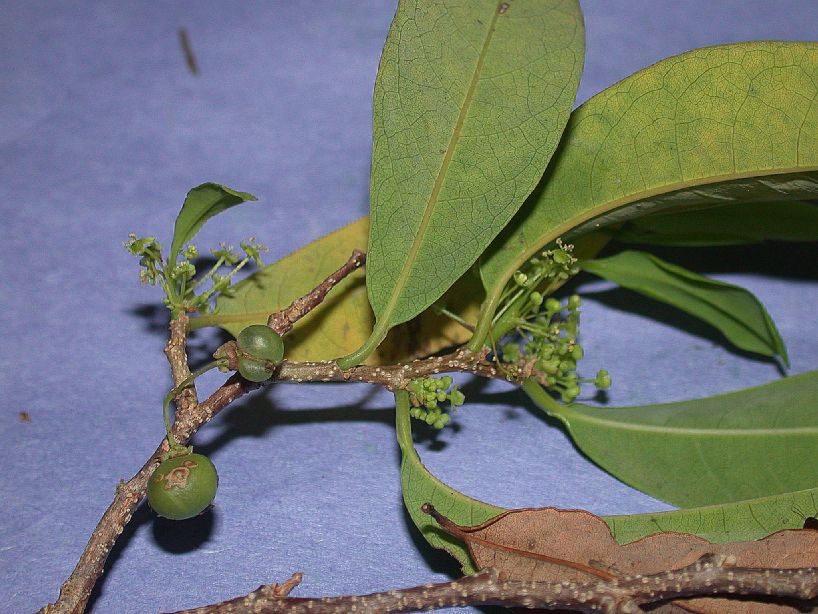 Phyllanthaceae Savia sessiliflora
