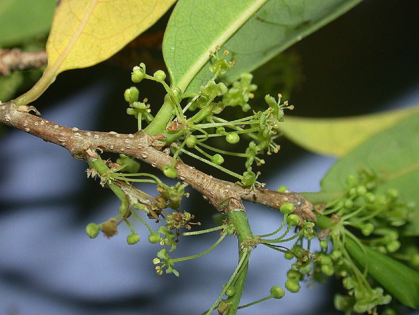 Phyllanthaceae Savia sessiliflora
