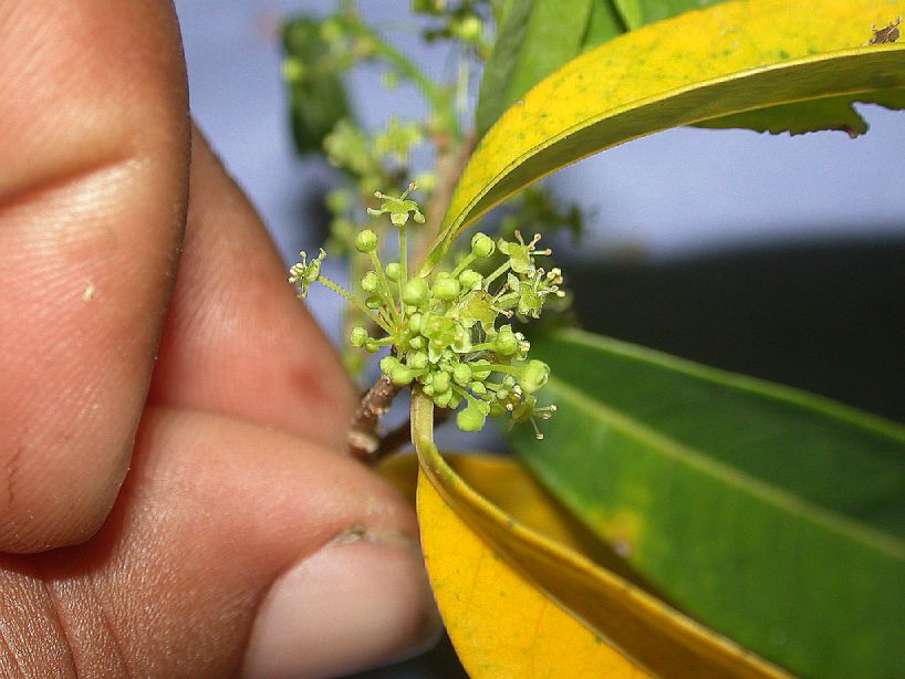 Phyllanthaceae Savia sessiliflora