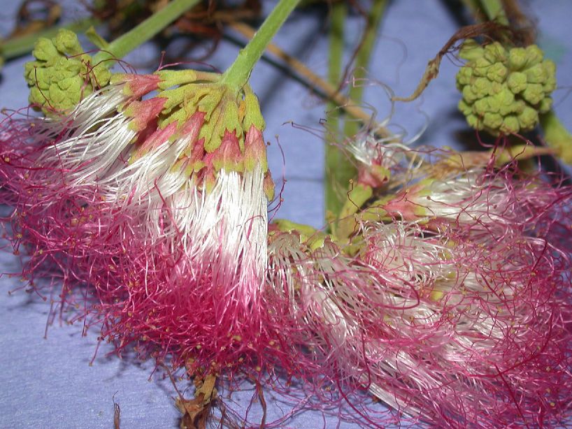 Fabaceae Samanea saman
