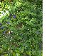 image of Clitoria ternatea