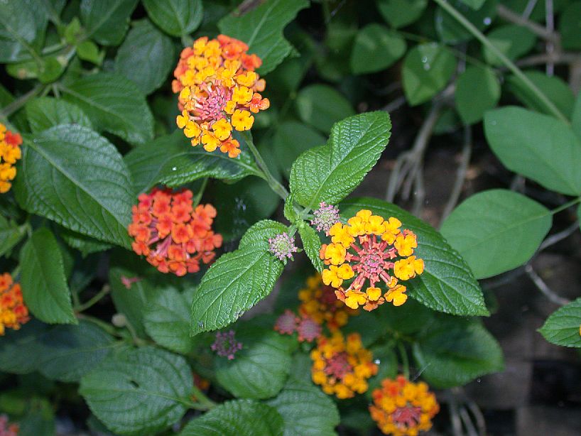 Verbenaceae Lantana camara