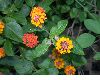 image of Lantana camara
