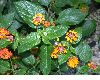 image of Lantana camara