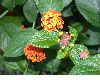 image of Lantana camara