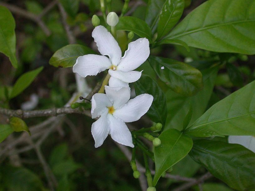 Apocynaceae Tabernaemontana divaricata