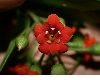 image of Jacquinia umbellata