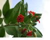 image of Jacquinia umbellata