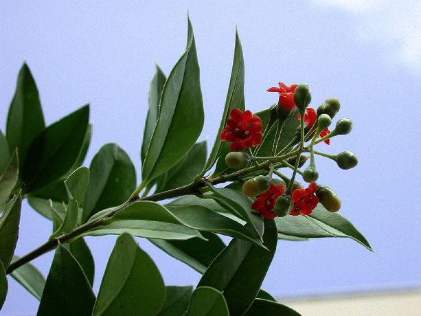 Primulaceae Jacquinia umbellata