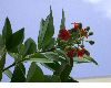 image of Jacquinia umbellata