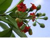 image of Jacquinia umbellata