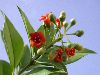 image of Jacquinia umbellata