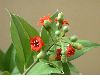 image of Jacquinia umbellata