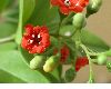 image of Jacquinia umbellata