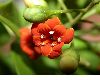 image of Jacquinia umbellata