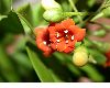 image of Jacquinia umbellata