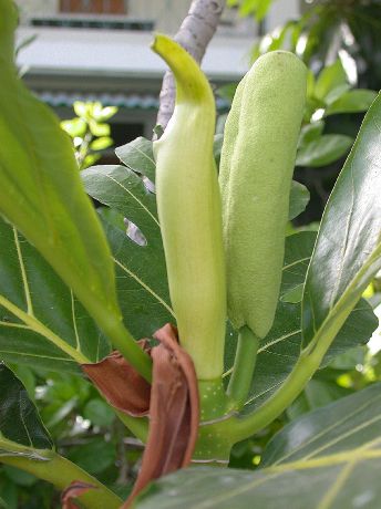 Moraceae Artocarpus altilis