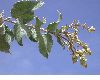 image of Croton 