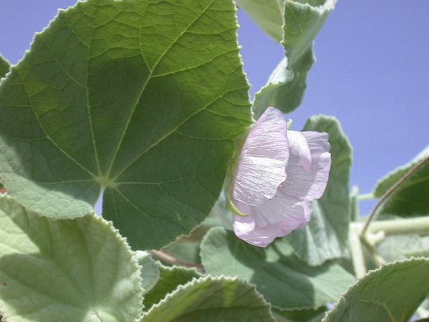 Malvaceae  