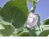 image of  