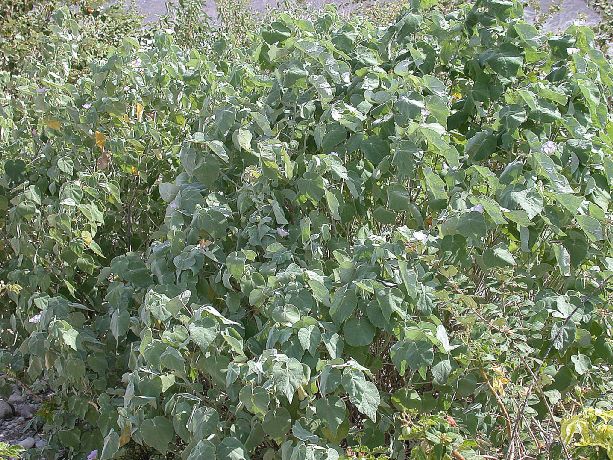 Malvaceae  