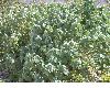 image of  