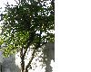 image of Crescentia cujete