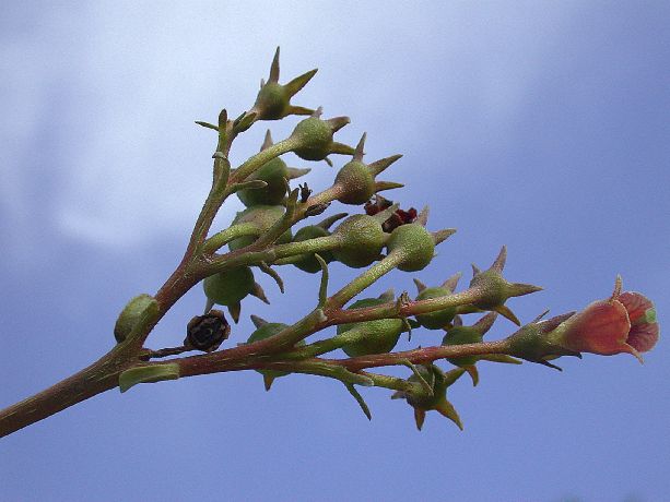 Gesneriaceae  
