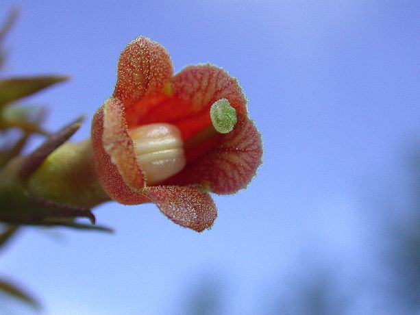 Gesneriaceae  