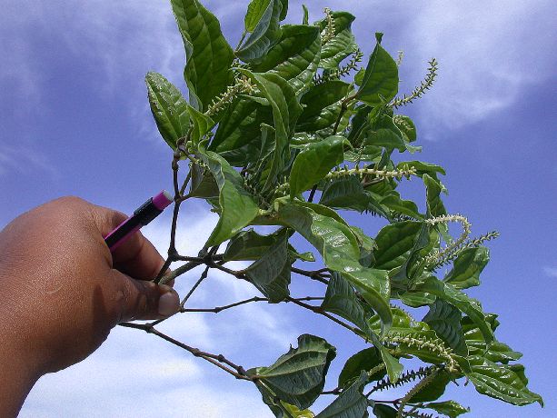 Piperaceae Piper 